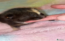 Mixed Breed cats for sale: Beautiful unique litter of 5 🩵💜🩵💜🩵 - Image 4