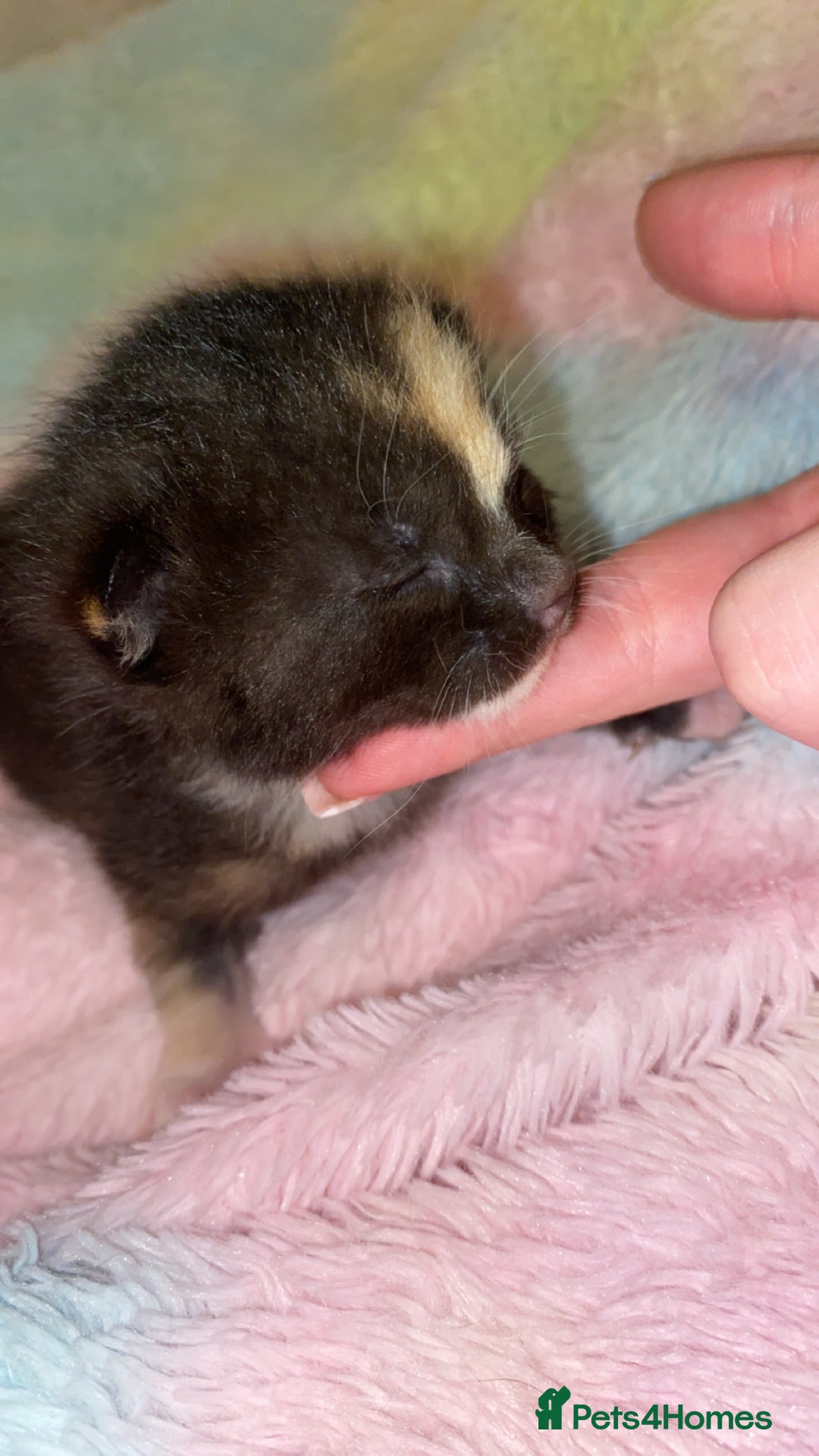 Mixed Breed cats for sale: Beautiful unique litter of 5 🩵💜🩵💜🩵 - Image 4