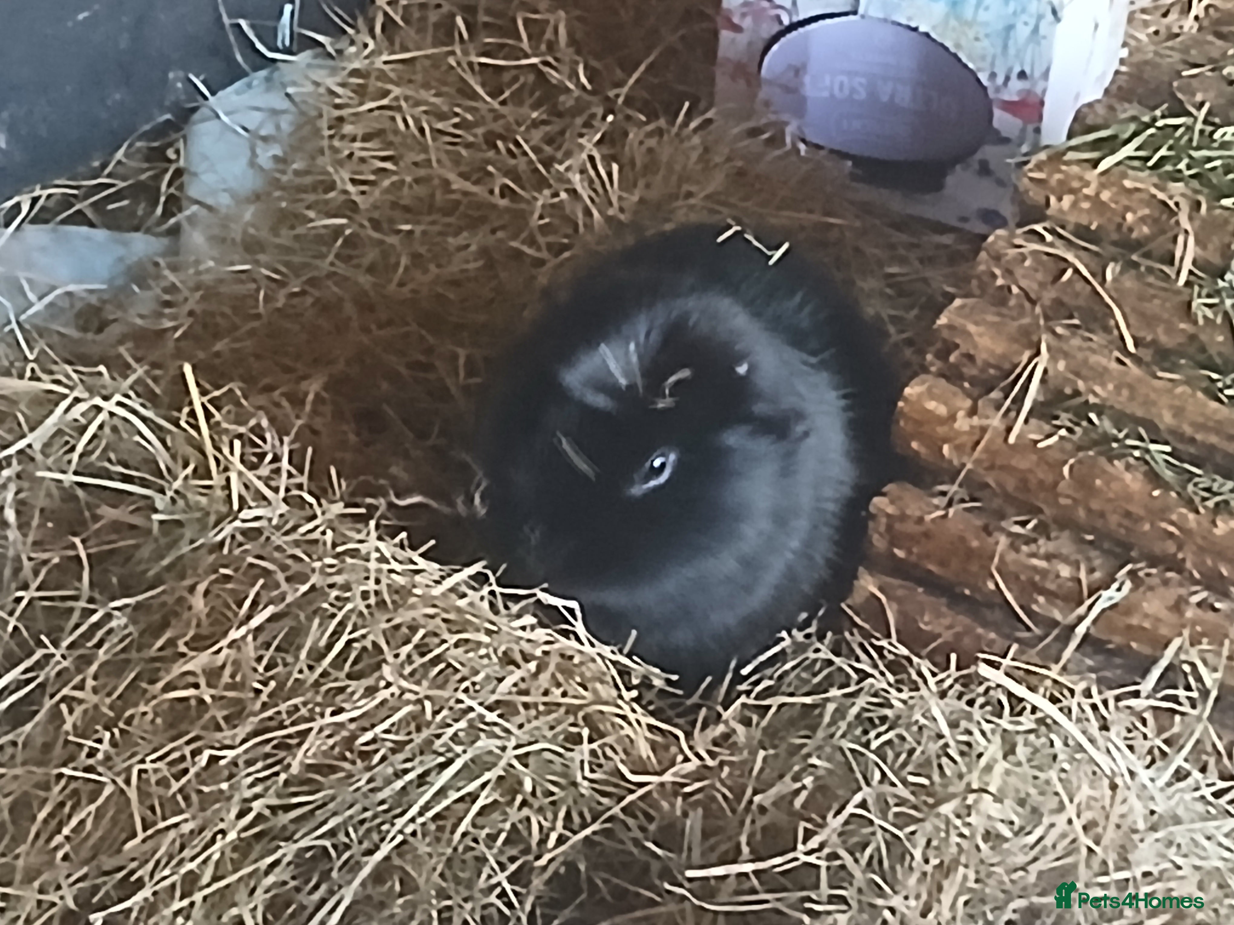 Guinea Pig rodents Boar Guinea Pigs for sale. - Advert 3