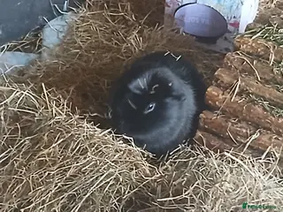 Guinea Pig rodents Boar Guinea Pigs for sale. - Advert 3