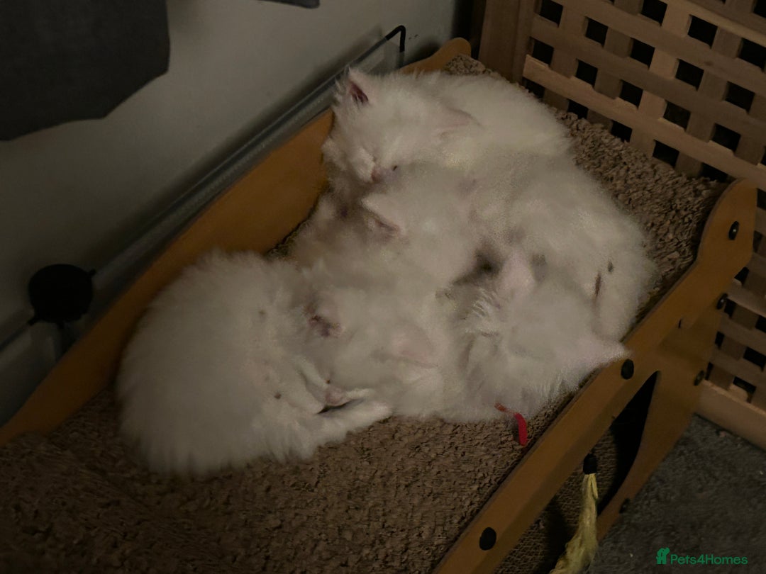 Maine Coon cats for sale: Maine Coons Kittens  - Advert 4