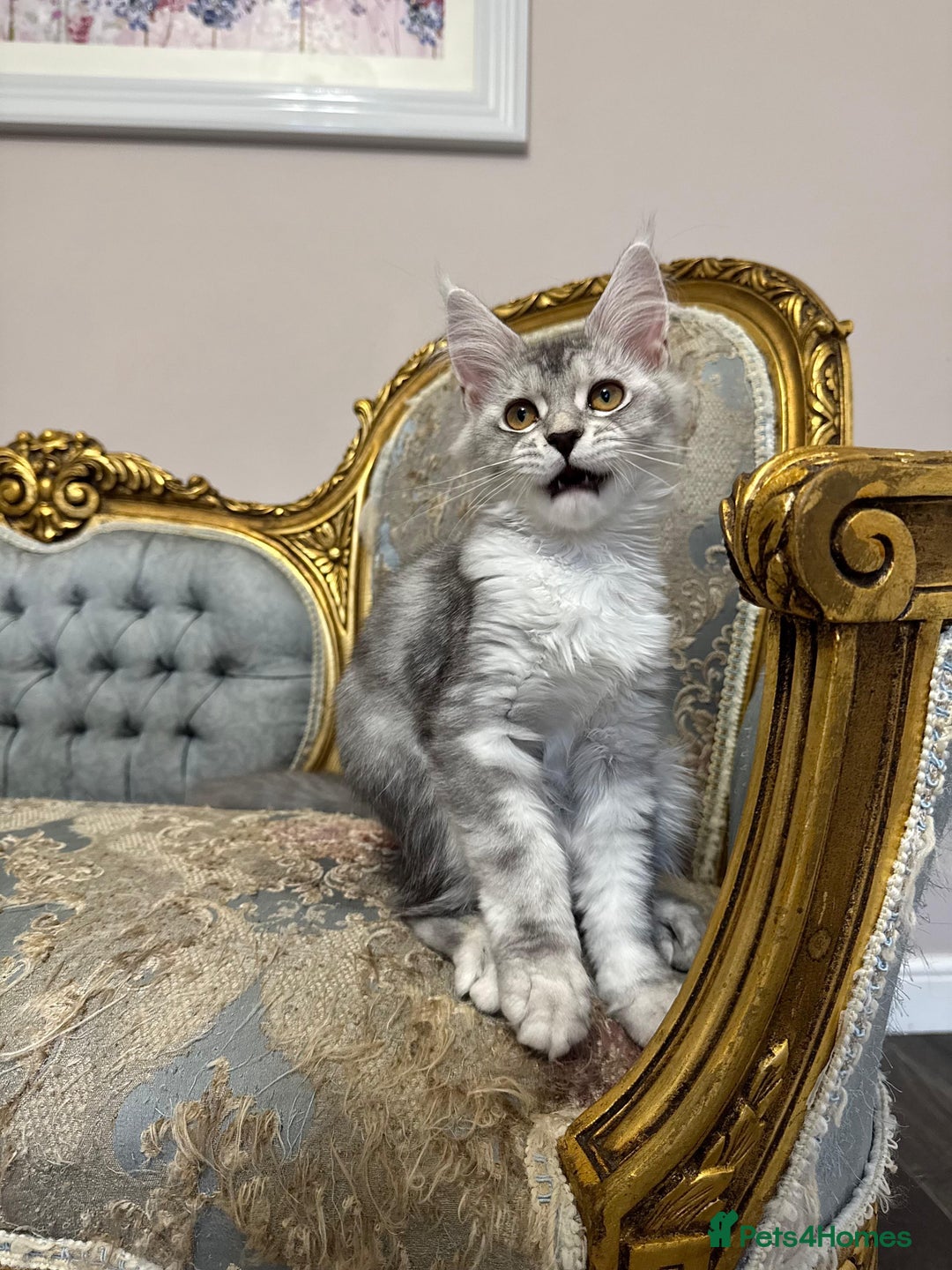 Maine Coon cats for sale: XXL Russian bloodline Maine Coon Kittens 20+Gen!🏆 - Image 16