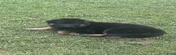 German Shepherd dogs for sale: 🐾Ready to leave Kc reg German shepherd puppies🐾 - Advert 8