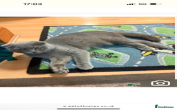 British Shorthair cats for sale: Scottish fold straight ears  - Image 1
