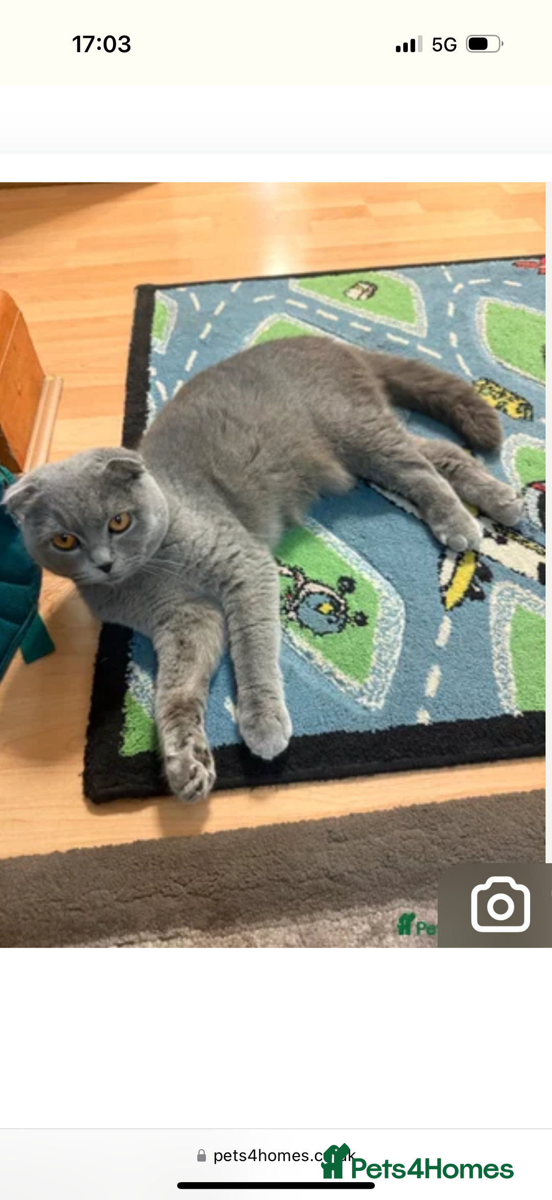 British Shorthair cats for sale: Scottish fold straight ears  - Image 1