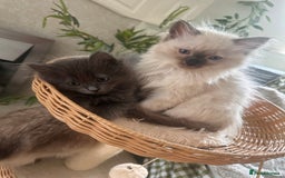 Ragdoll cats for sale: Beautiful Ragdoll kittens  - Image 10
