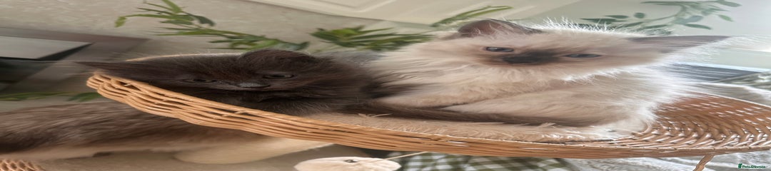 Ragdoll Kitten 2