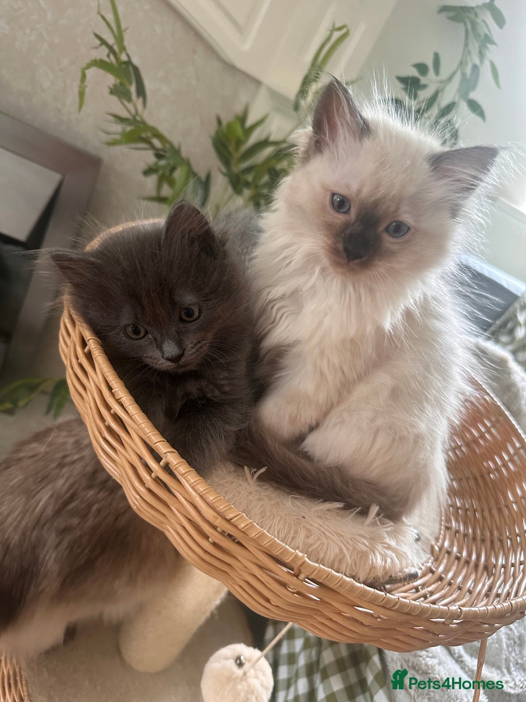 Ragdoll cats for sale: Beautiful Ragdoll kittens  - Image 10