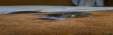 Domestic Shorthair Kitten 8