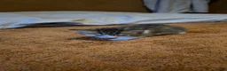 Domestic Shorthair cats for sale: Beautifull 9 kittens ready for 26th of May 2026 - Advert 8