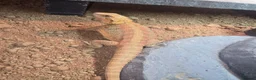 Bearded Dragon reptiles for sale: Red hypo normal wild and vivariums  in Tipton - Advert 11