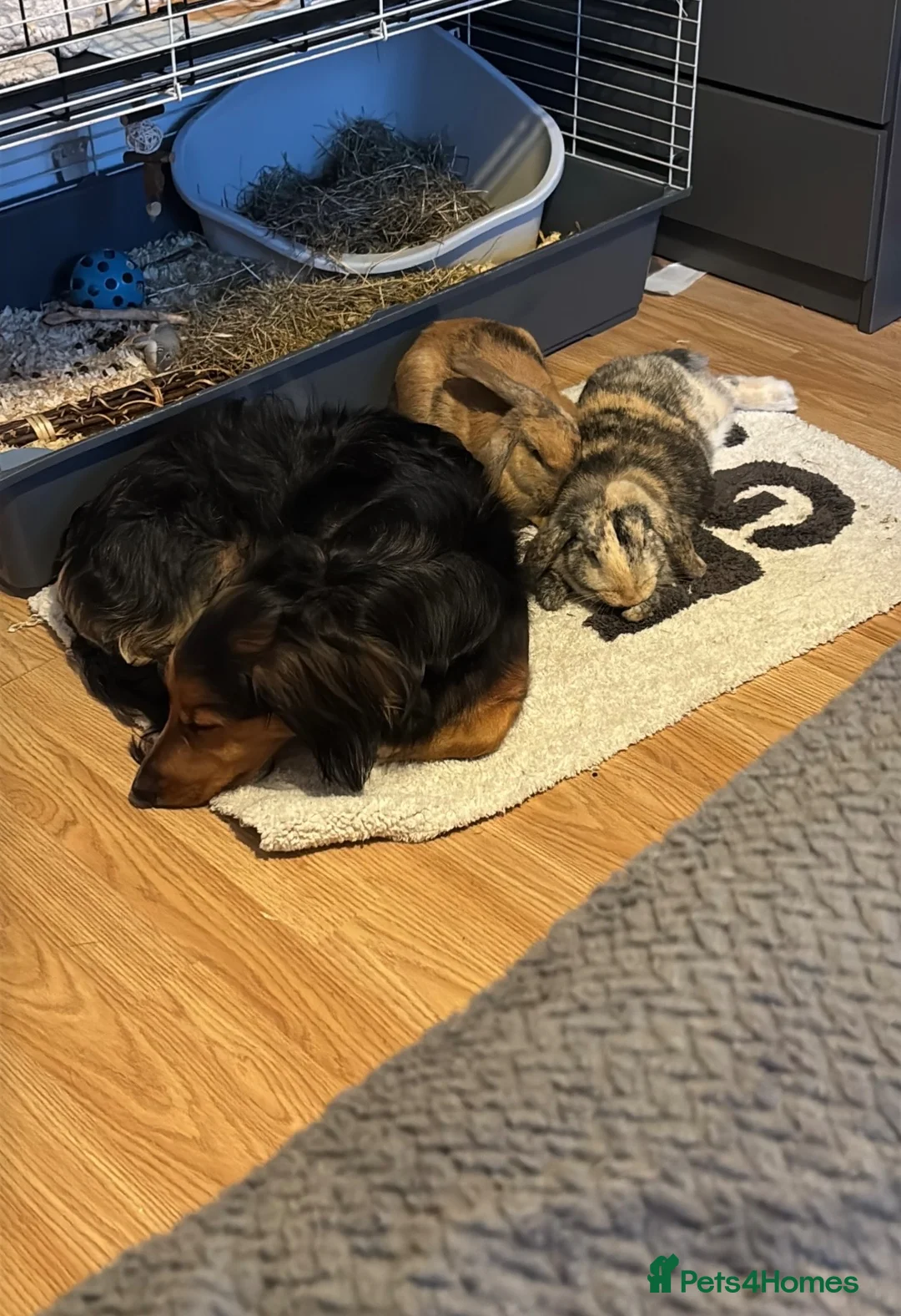 Mixed Breed rabbits for sale: Rehome- 2 female mixed lop sisters in Helston - Advert 2