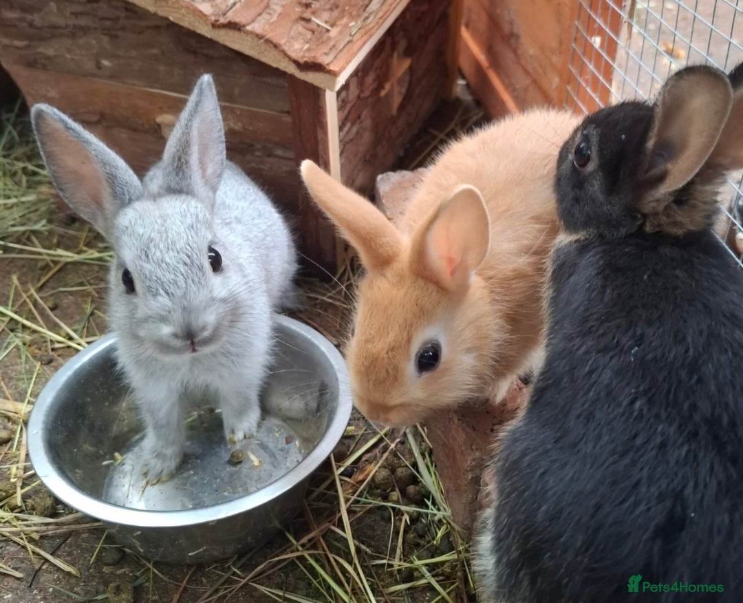 Mixed Breed rabbits for sale: Netherland dwarf x Dutch rabbits - Image 3