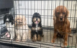 Cavapoo dogs for sale: Adorable Cavapoos looking for family homes - Image 4
