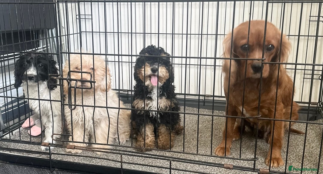Cavapoo dogs for sale: Adorable Cavapoos looking for family homes - Image 4