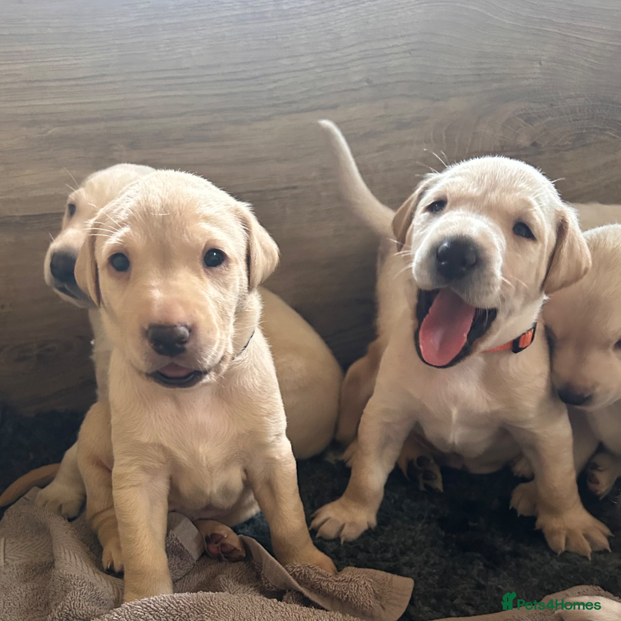 Labrador Retriever dogs Superb KC reg Labrador puppies from working line - Advert 1
