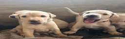 Labrador Retriever dogs for sale: Beautiful KC Reg Labrador Puppies: Ready 1st May - Advert 3