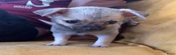 Chihuahua dogs for sale: Pedigree Registered Chihuahua Puppies - Advert 2