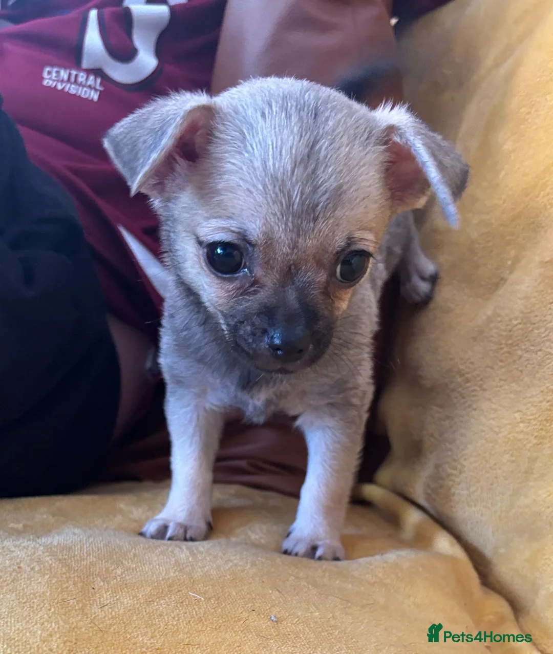 Chihuahua dogs for sale: Pedigree Registered Chihuahua Puppies - Advert 2
