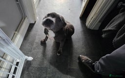 Staffordshire Bull Terrier dogs for sale: Kc Adult blue female staffordshire bull terrier  - Image 1