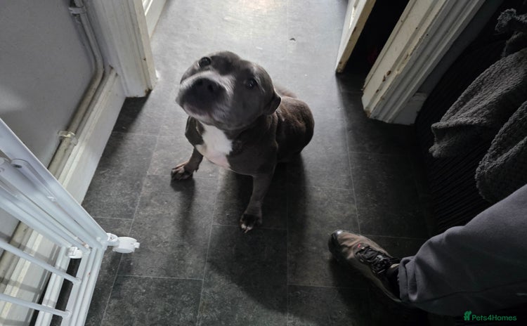 Staffordshire Bull Terrier dogs - Advert 3