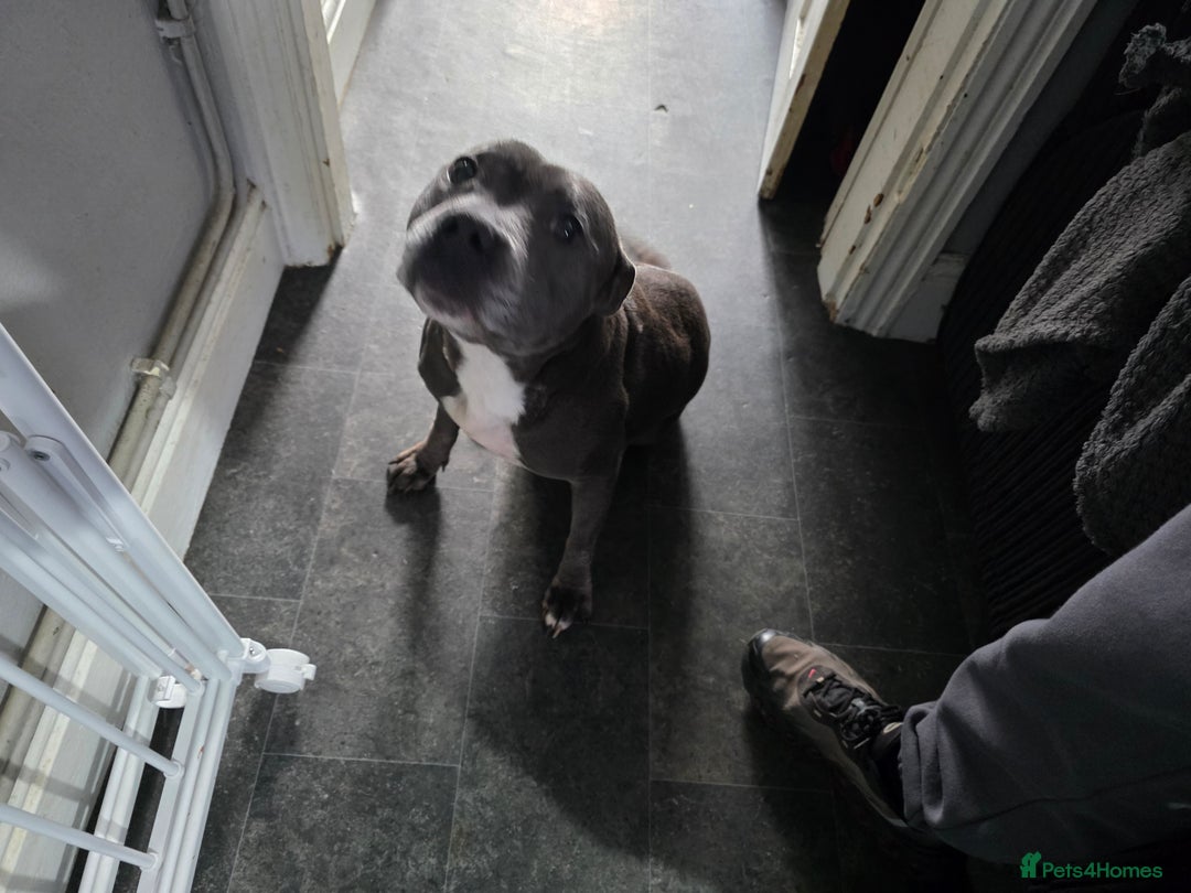 Staffordshire Bull Terrier dogs for sale: Kc Adult blue female staffordshire bull terrier  - Image 1