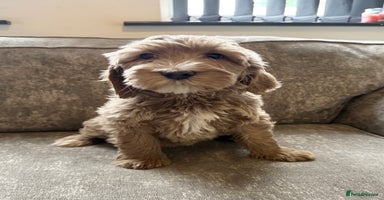 Goldendoodle dogs Adorable golden doodles - Advert 13