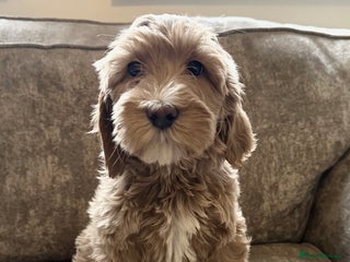 Goldendoodle dogs Adorable golden doodles - Advert 4