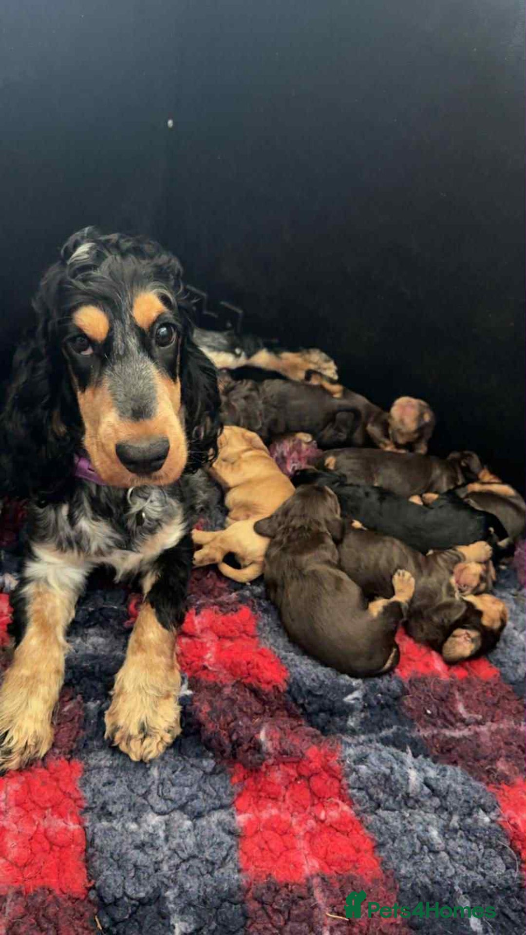 Cocker Spaniel dogs for sale: Show Cocker Spaniel pups KC reg - Image 27