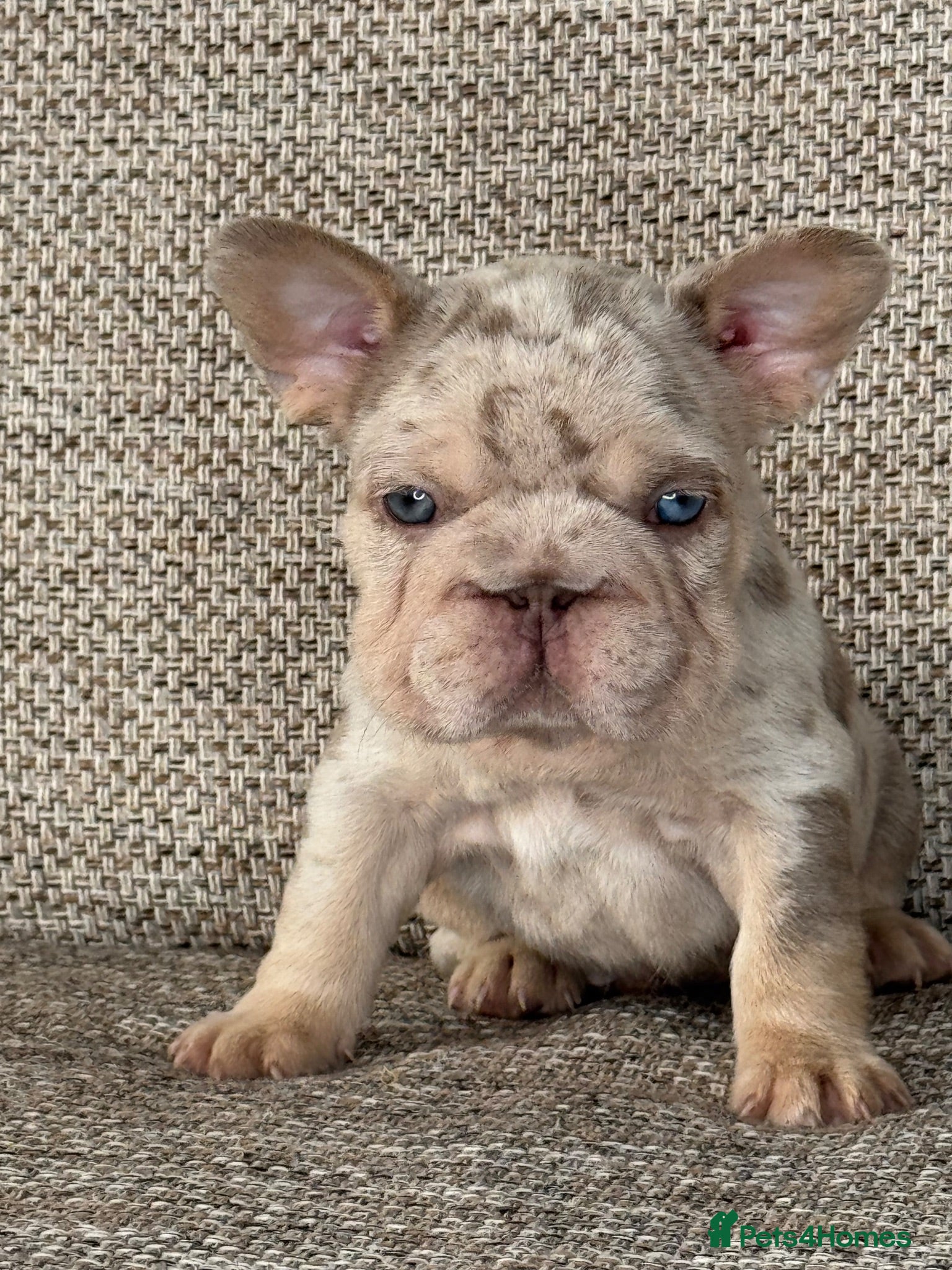 French Bulldog dogs Unique French bulldog pups 6 weeks old  - Advert 1