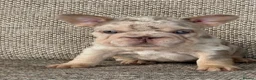 French Bulldog dogs for sale: Unique French bulldog pups 6 weeks old  - Advert 1