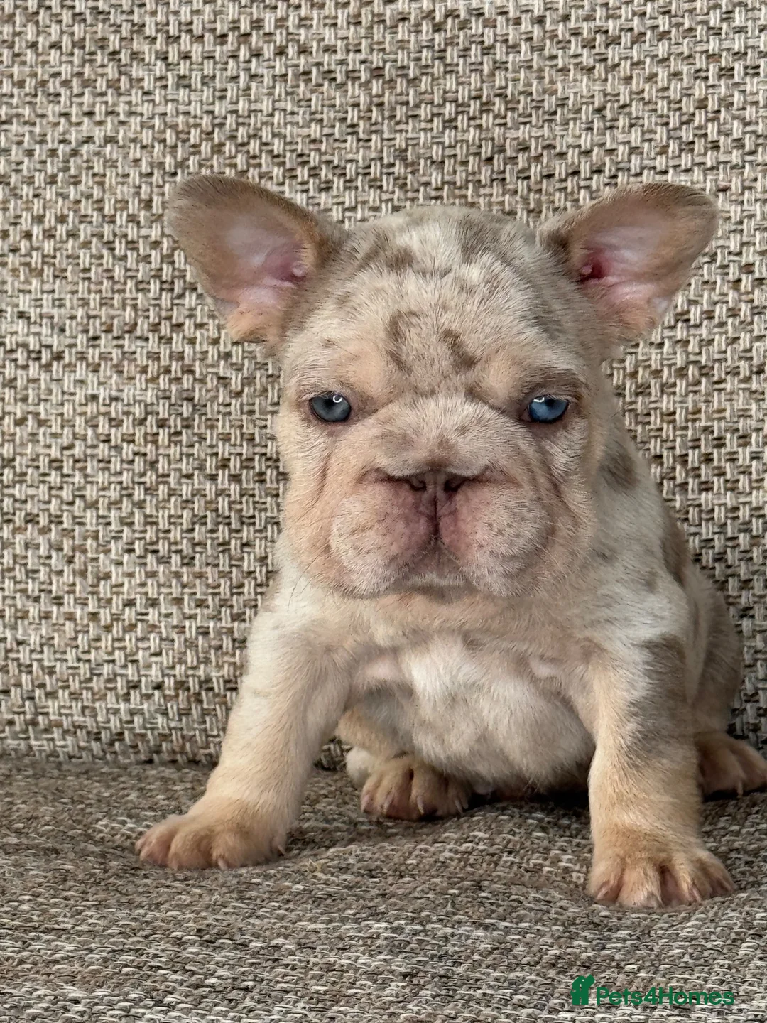 French Bulldog dogs for sale: Unique French bulldog pups 6 weeks old  - Advert 1