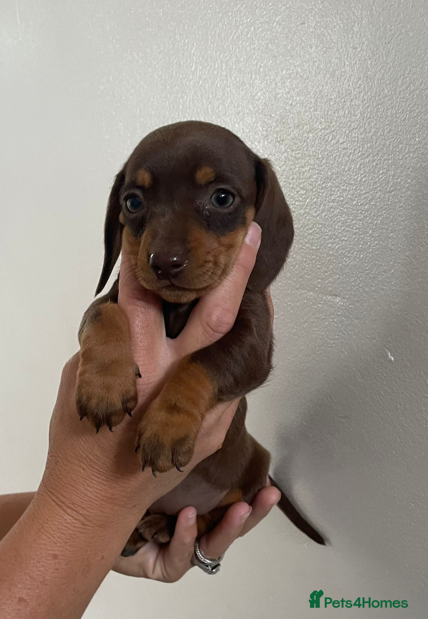 Miniature Dachshund dogs Miniature dachshund - Advert 1