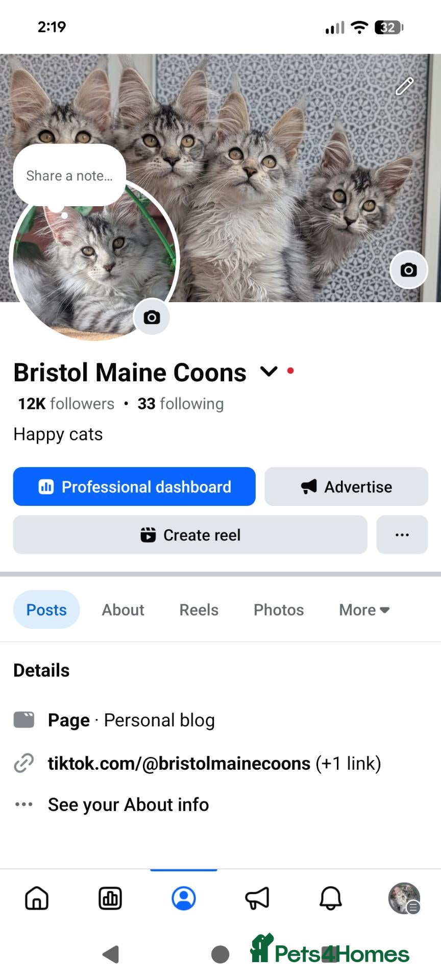 Maine Coon cats Stunning Tica registered Maine coons - Advert 2