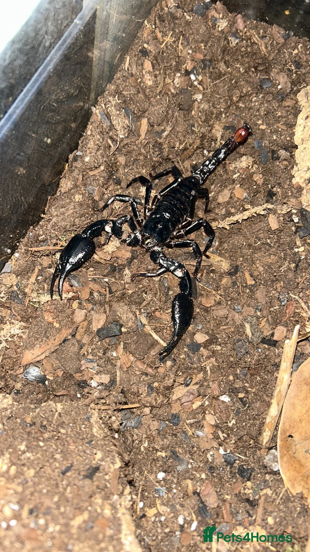 Scorpions invertebrates for sale: Asian forest scorpion  - Advert 2