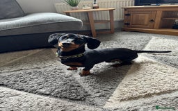 Miniature Dachshund dogs for stud: Snoop is ready to be a stud  - Image 8