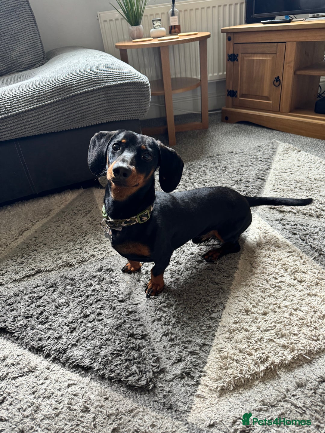 Miniature Dachshund dogs for stud: Snoop is ready to be a stud  - Image 8