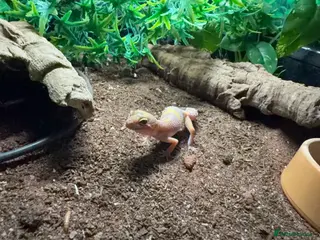 Leopard Gecko reptiles Leopard gecko hatchling/ Juvenile - Advert 1
