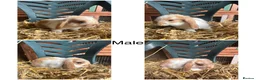 Mini Lop rabbits for sale: Beautiful PureBred MiniLops Ready To Leave in Horley - Advert 3