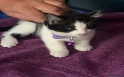 Mixed Breed cats for sale: Fabulous fun , fluffy and  happy kittens  - Image 6