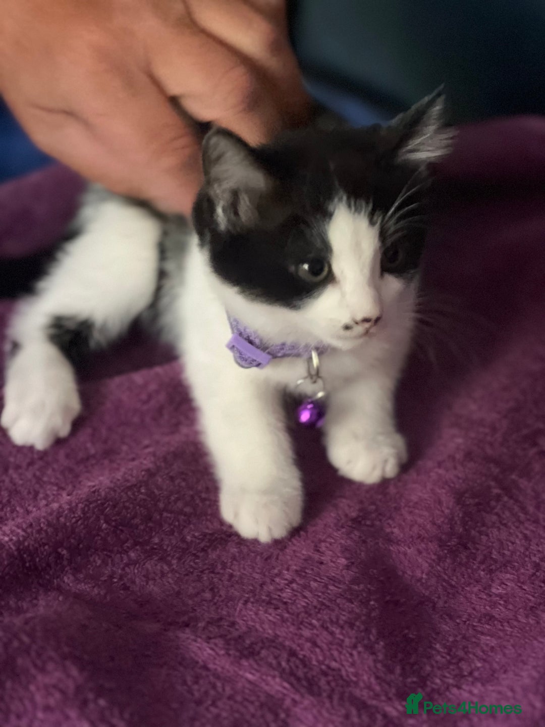 Mixed Breed cats for sale: Fabulous fun , fluffy and  happy kittens  - Image 6
