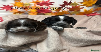Sprocker dogs - Advert 2