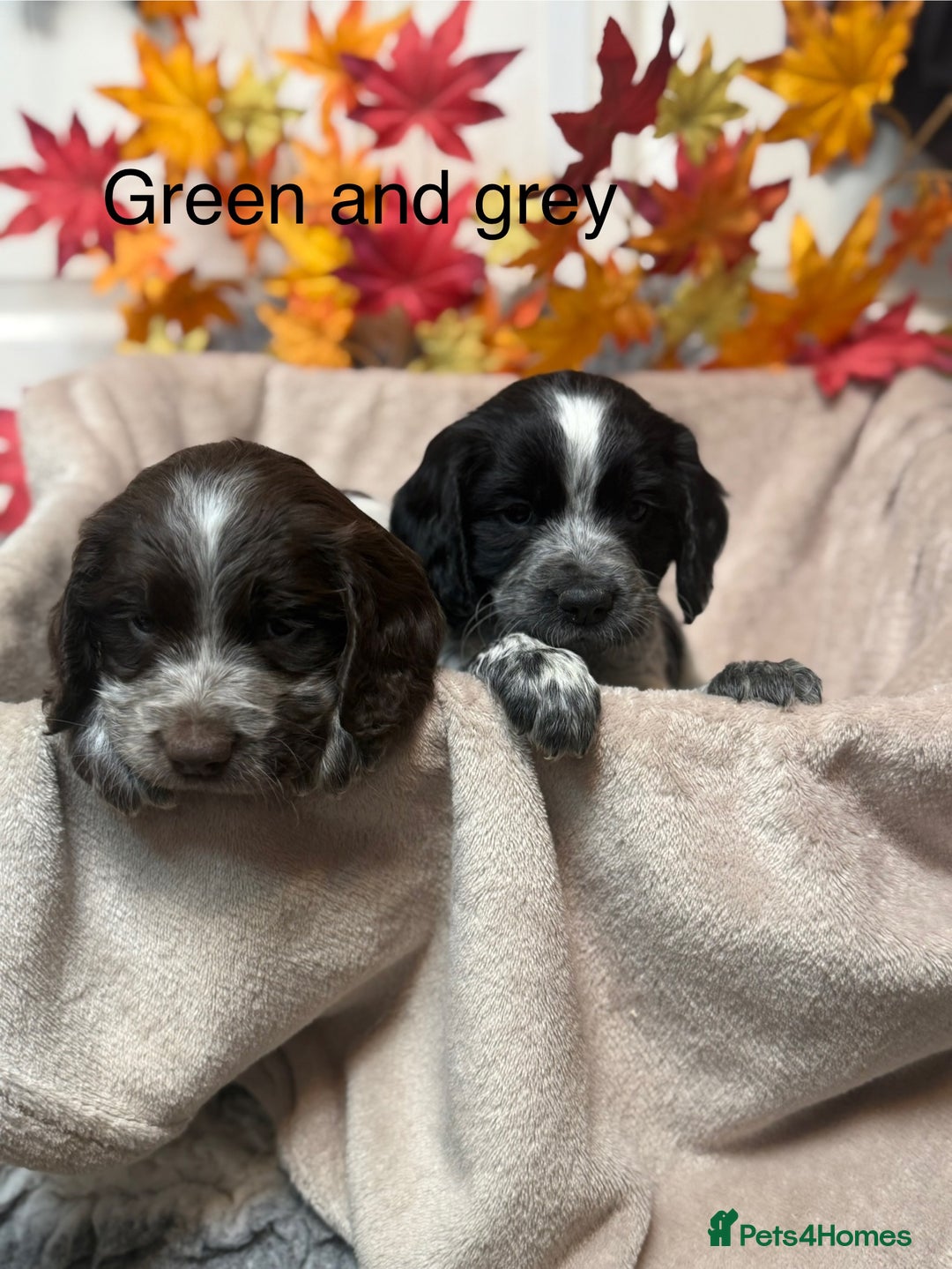 Sprocker dogs for sale: Beautiful Sprocker puppies  - Image 3