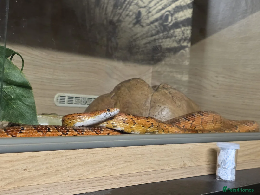 Corn Snake reptiles for sale: 7 year old male corn snake in Gloucester - Advert 2
