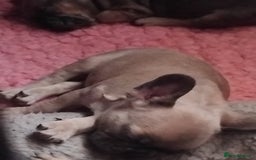 French Bulldog dogs for sale: Frenchie puppies - Image 1