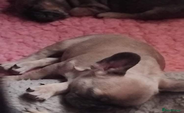 French Bulldog dogs - Advert 1