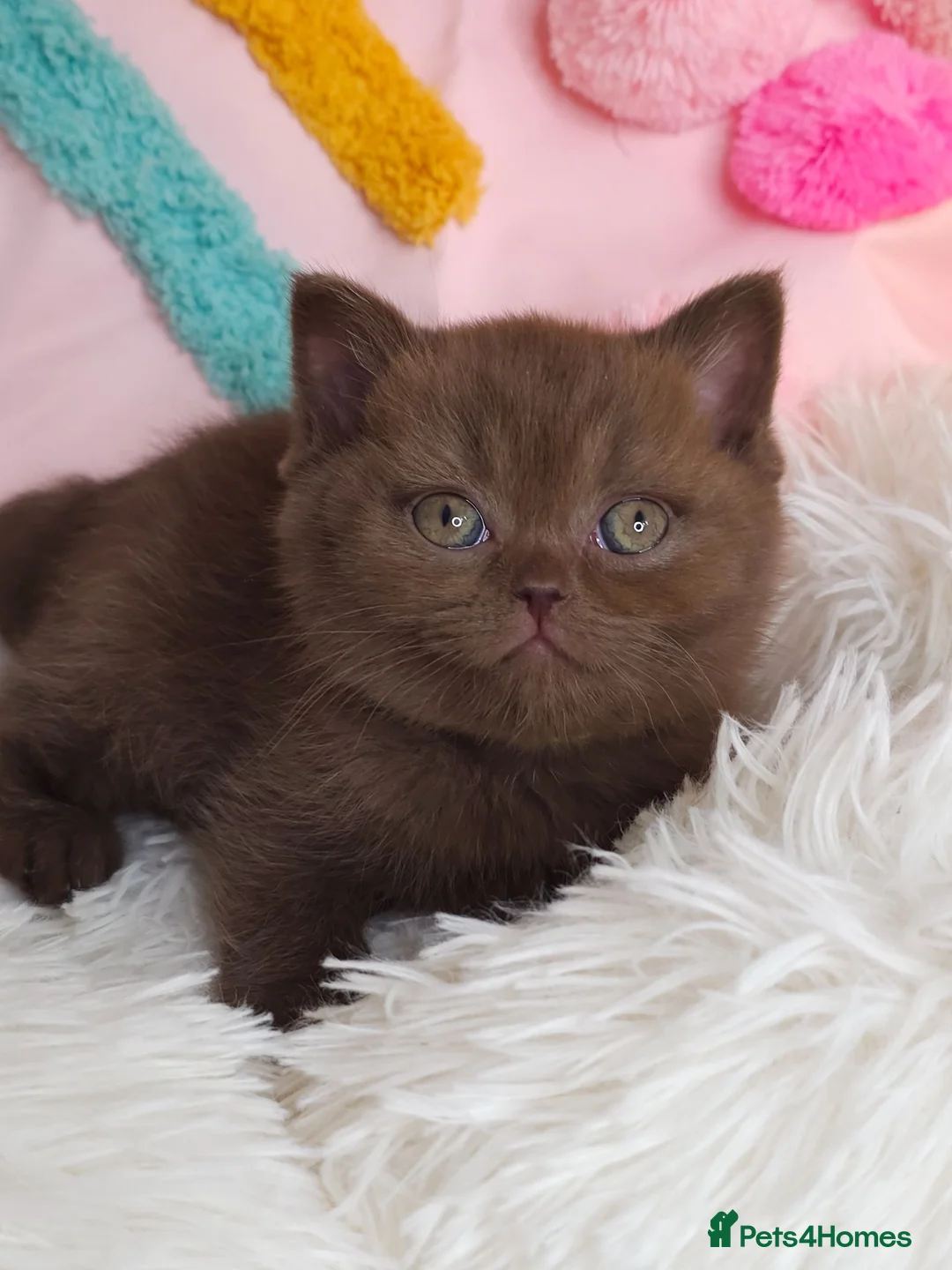 British Shorthair cats for sale: Luxury British Shorthair 🧸 Rare Lilac & Cinnamon - Advert 1