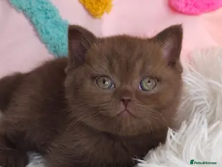 British Shorthair cats Luxury British Shorthair 🧸 Rare Lilac & Cinnamon - Advert 1