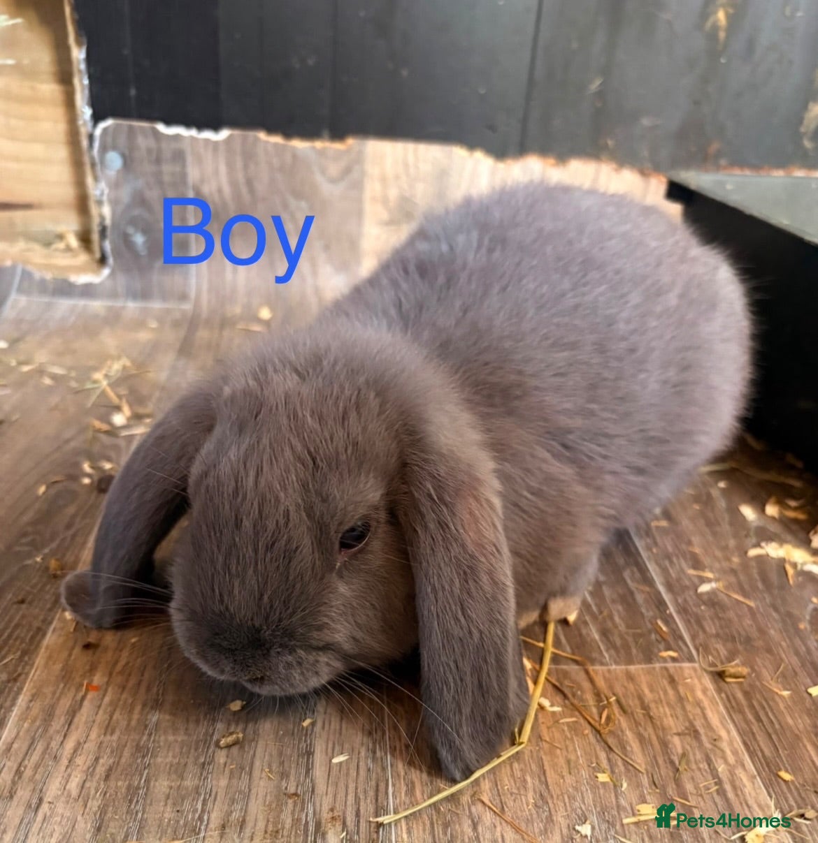 Mini Lop rabbits Gorgeous Lop eared Rabbits ready 27/06/2026 - Advert 1