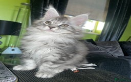 Maine Coon cats for sale: TICA registered Maine coon kittens  - Image 12